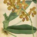 Image of Phalaenopsis hygrochila J. M. H. Shaw