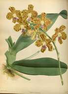 Image of Phalaenopsis hygrochila J. M. H. Shaw
