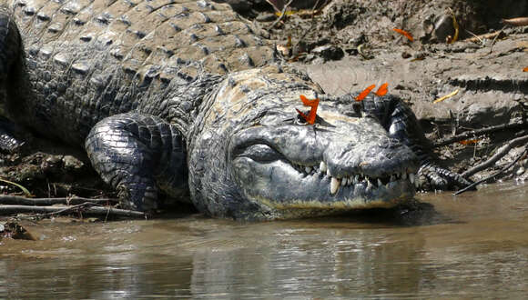 Image of Belize Crocodile