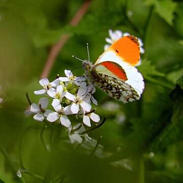 Image of orange tip