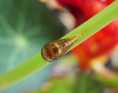 Image of Marmalade hoverfly