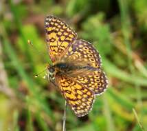 Image of Melitaea