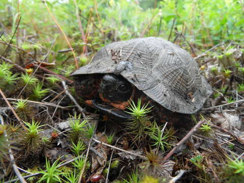 Image of Glyptemys