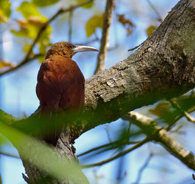 Image of Great Rufous Woodcreeper