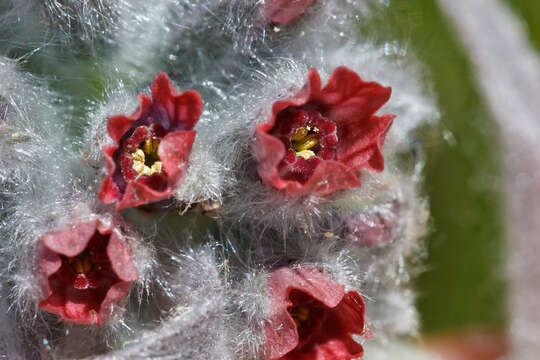 Cynoglossum magellense Ten.的圖片