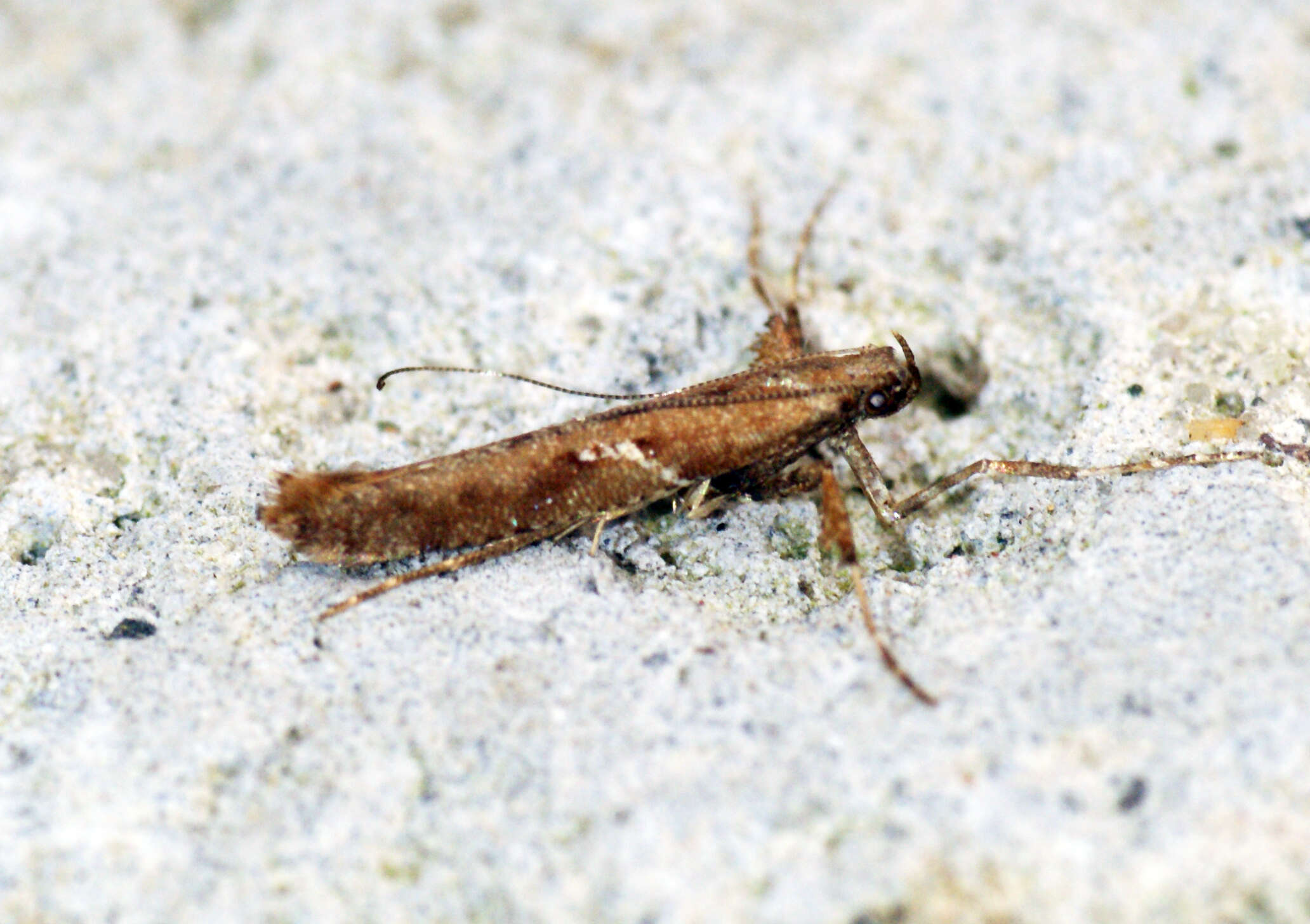 Image of Caloptilia semifascia (Haworth 1828)