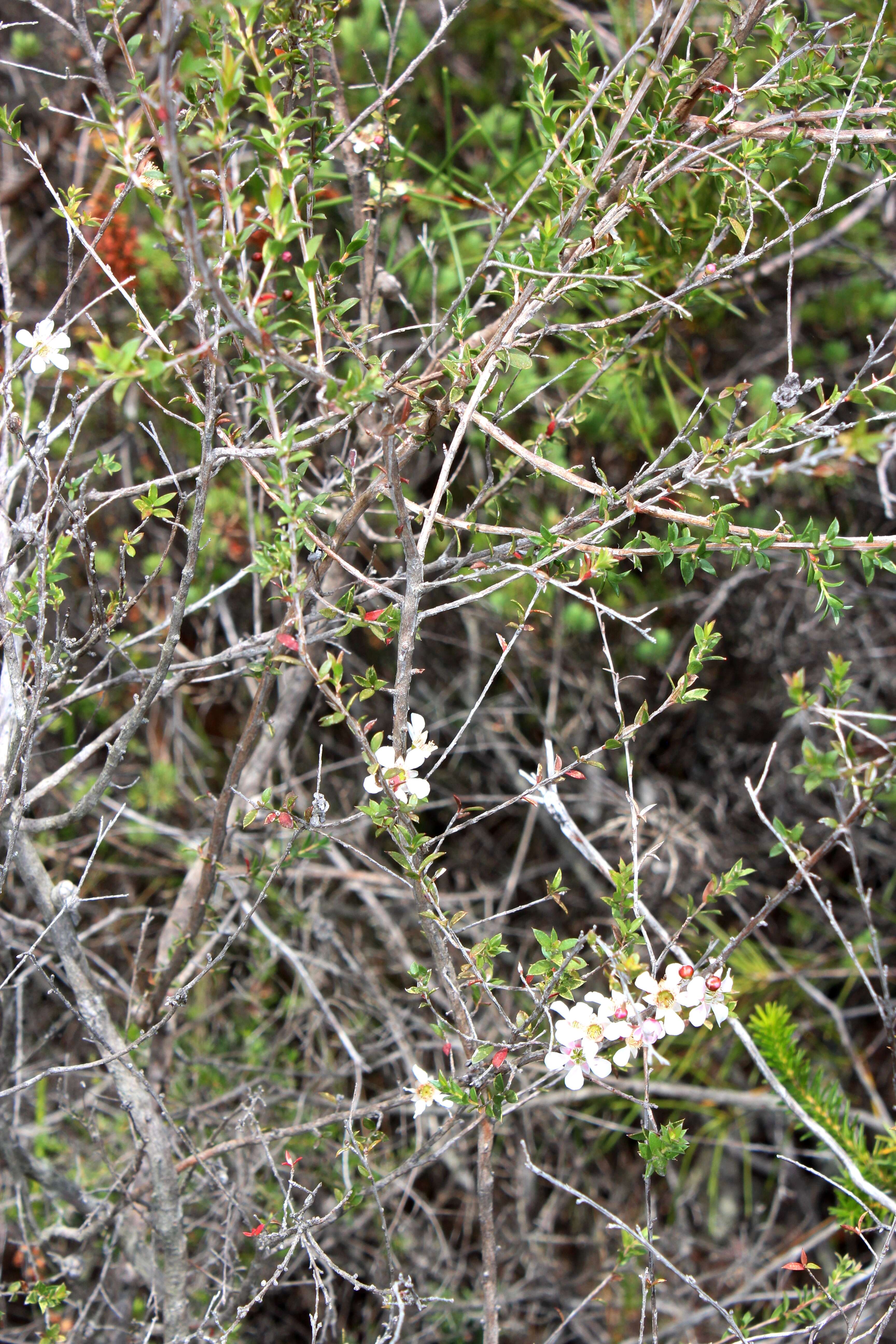 Image of Pink Tea Tree