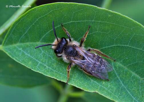 Andrena cineraria (Linnaeus 1758)的圖片