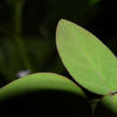 Image of Oxalis microcarpa Benth.