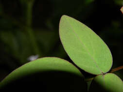 Image of Oxalis microcarpa Benth.