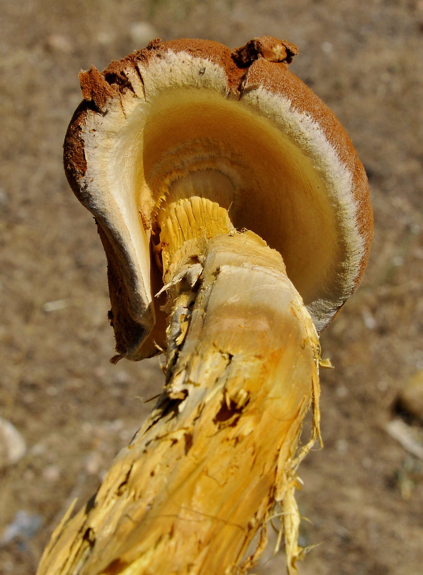 Imagem de Battarrea phalloides (Dicks.) Pers. 1801