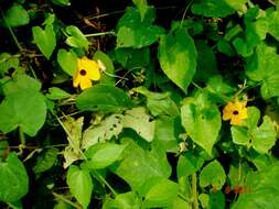 Image of blackeyed Susan vine