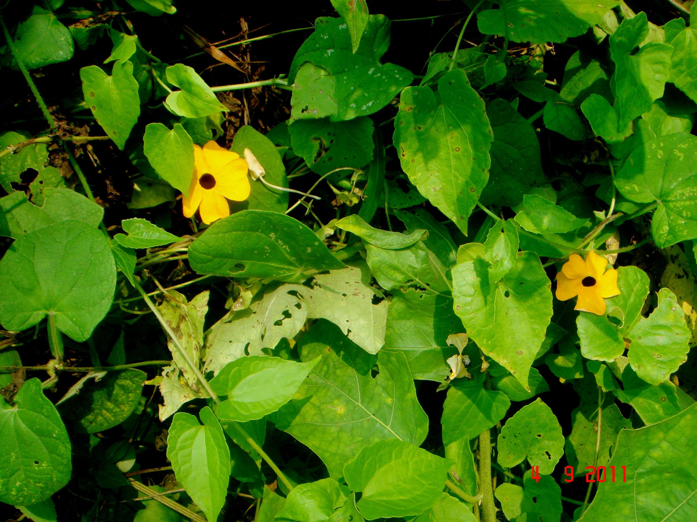 Image of blackeyed Susan vine