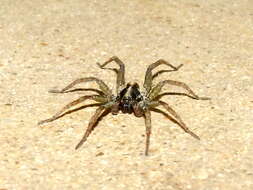 Image of wolf spiders