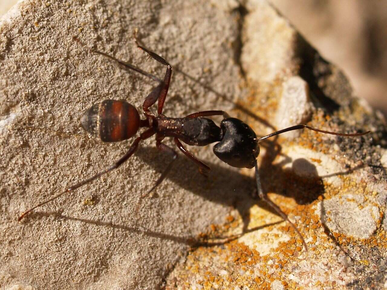 Image de Camponotus cruentatus (Latreille 1802)