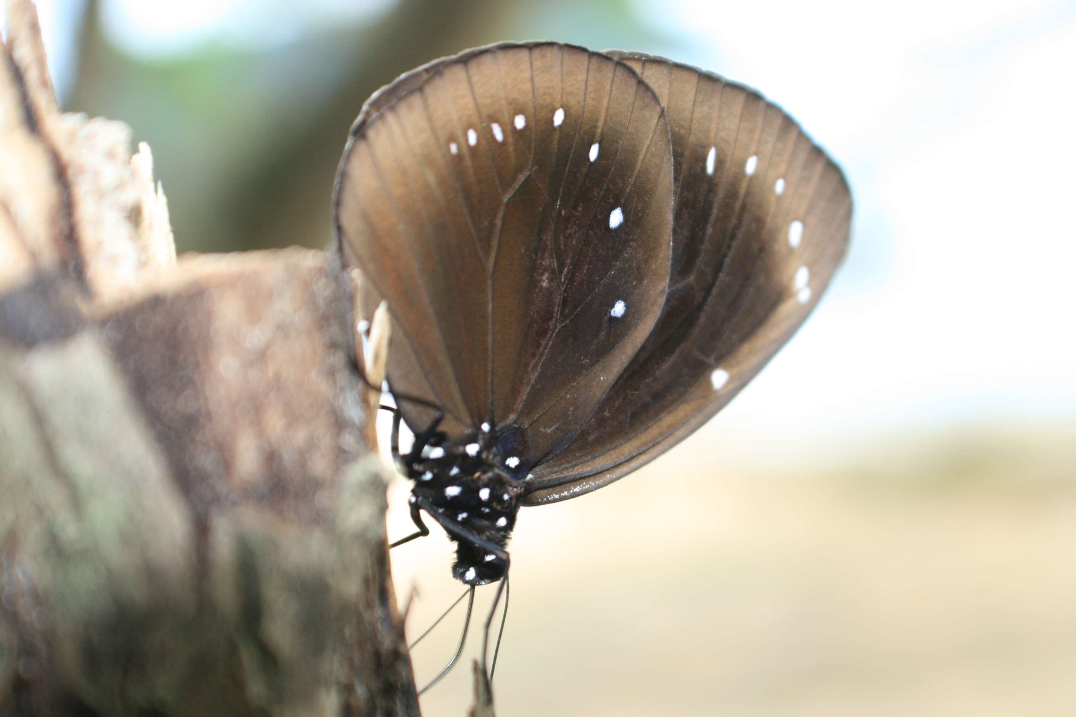 Image de Euploea