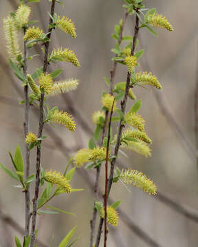 Image of coastal plain willow