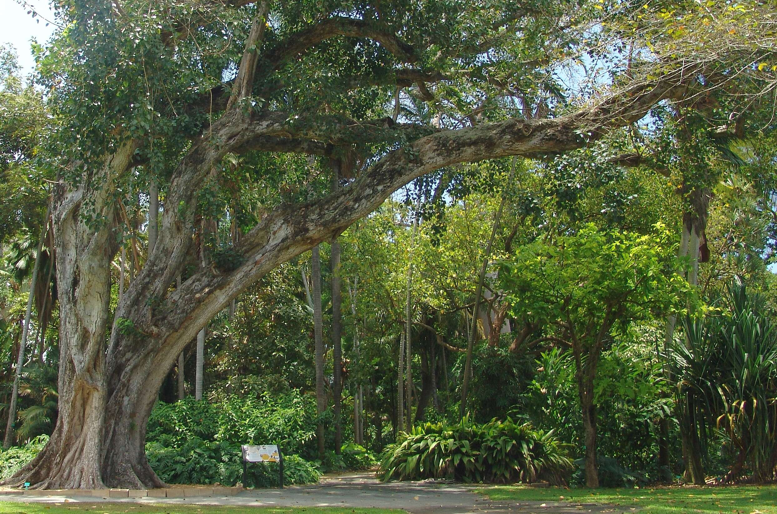 Image of peepul tree