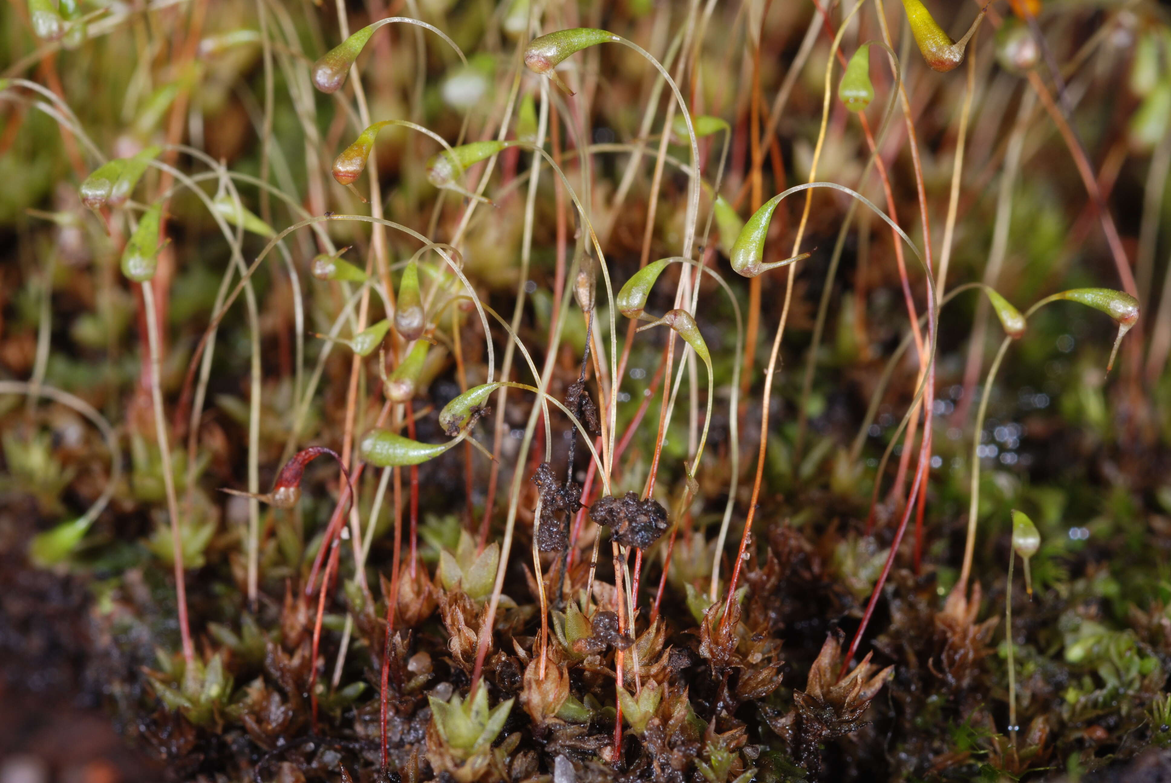 Image of funaria moss