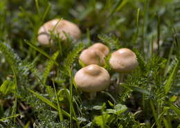 Image of Marasmius