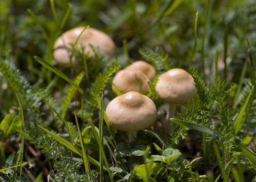 Image of Marasmius