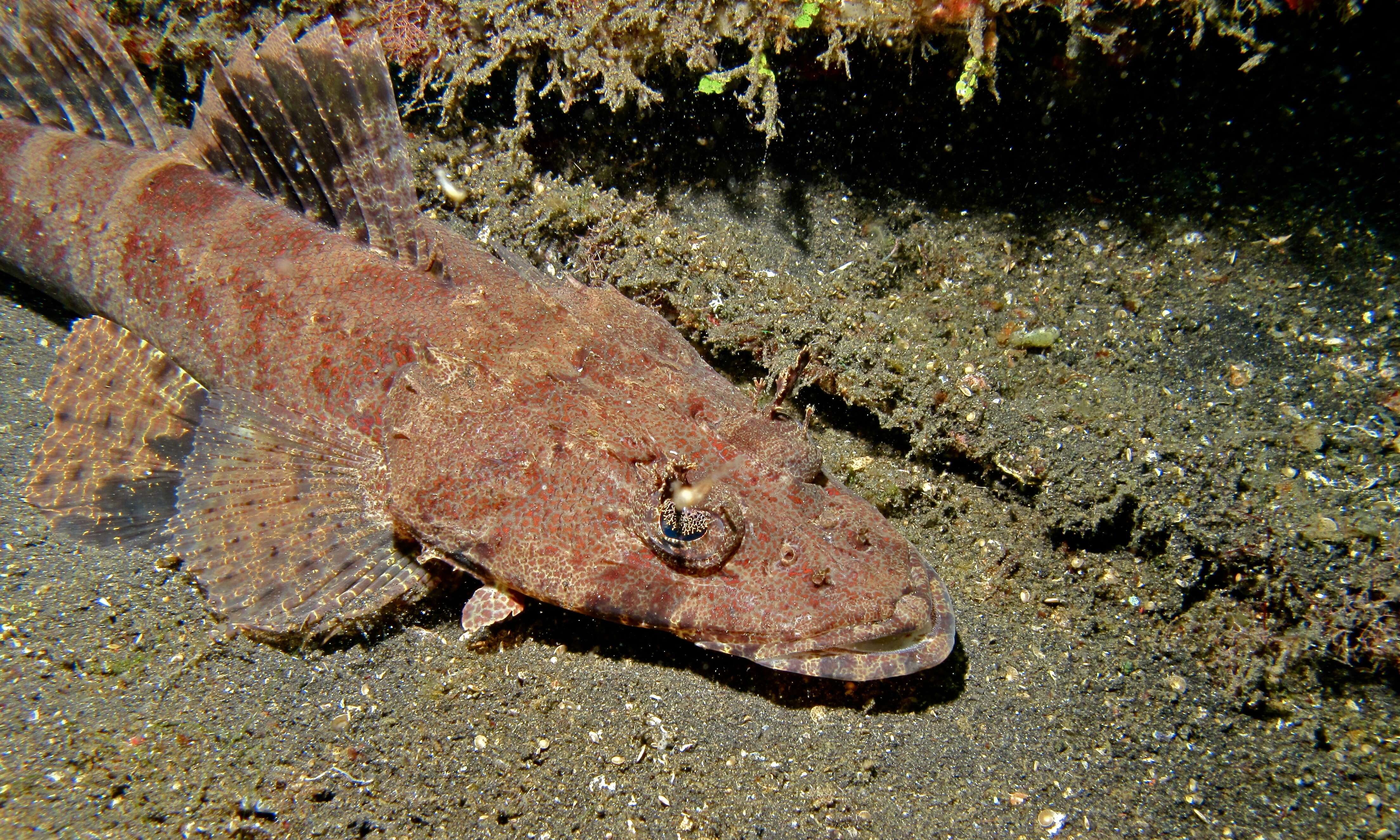 Image of Cymbacephalus