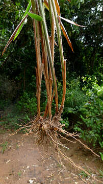 Image de Setaria vulpiseta (Lam.) Roem. & Schult.