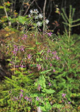 Image of rattlesnakeroot