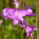 Image of Tuberous Grasspink