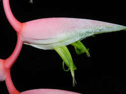 Image of Heliconia chartacea Lane ex Barreiros