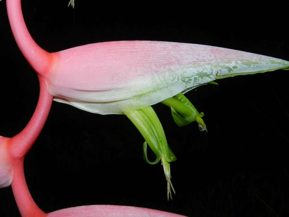 Image of Heliconia chartacea Lane ex Barreiros