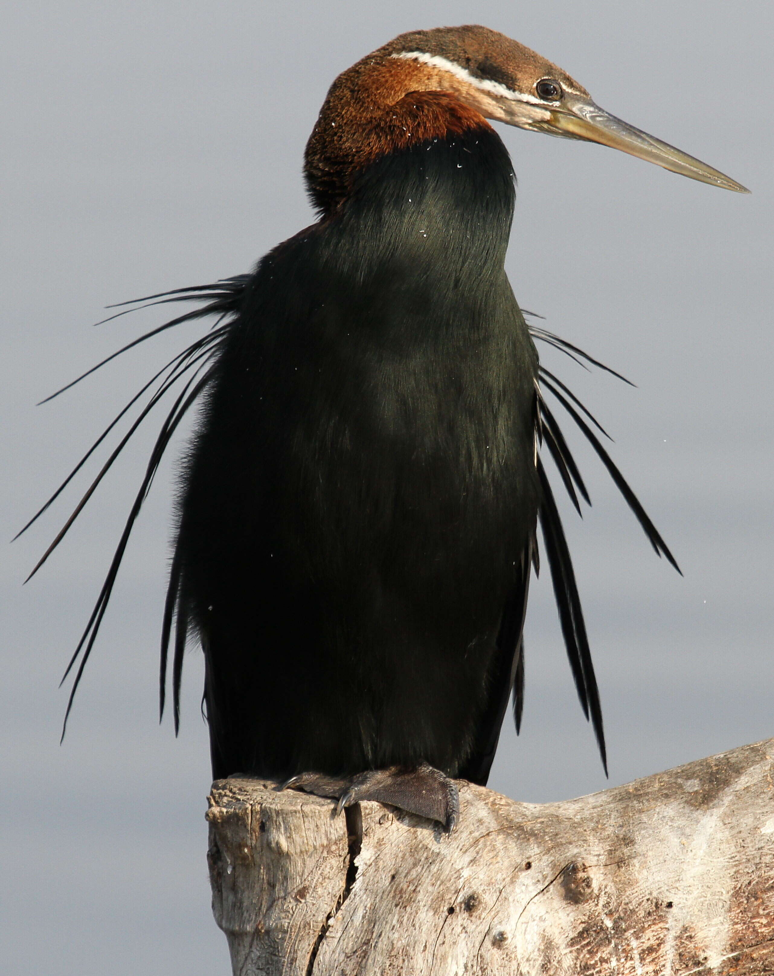 Image of African Darter