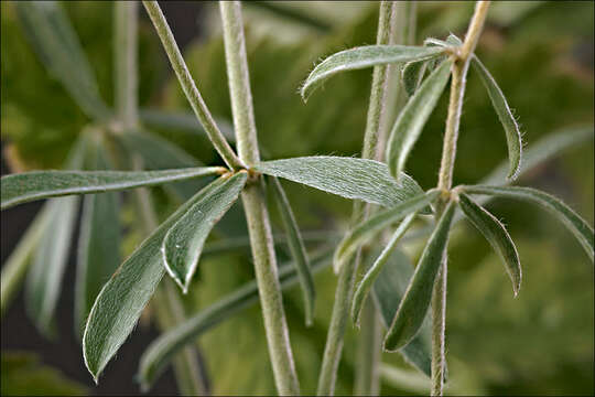 Dorycnium pentaphyllum subsp. germanicum (Gremli) Gams resmi