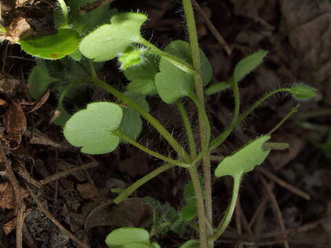 Imagem de Veronica hederifolia L.