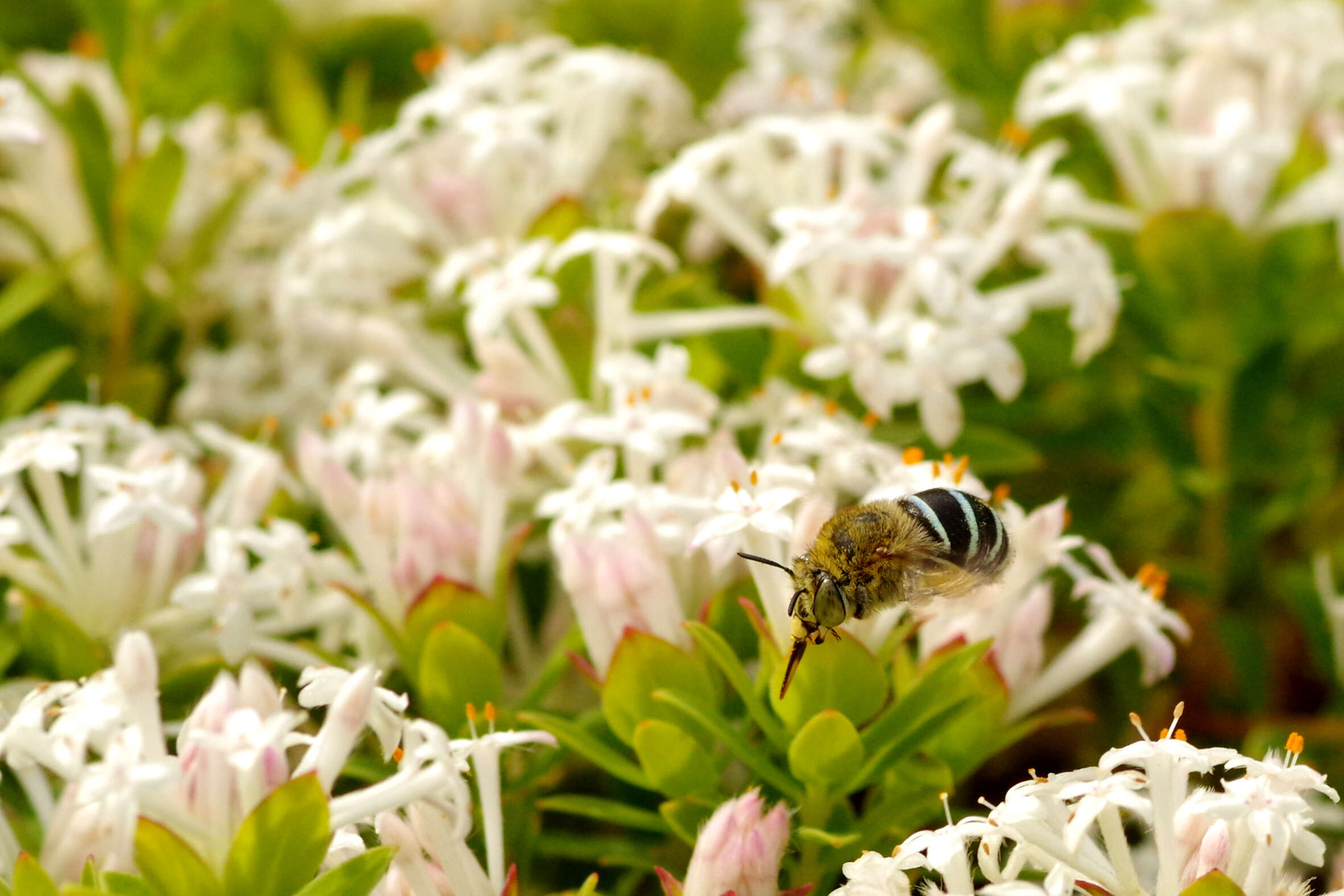 Image of Anthophorine Bees