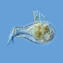 Image of Padaungiella lageniformis