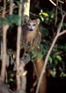 Image of true lemur