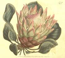Image of king protea