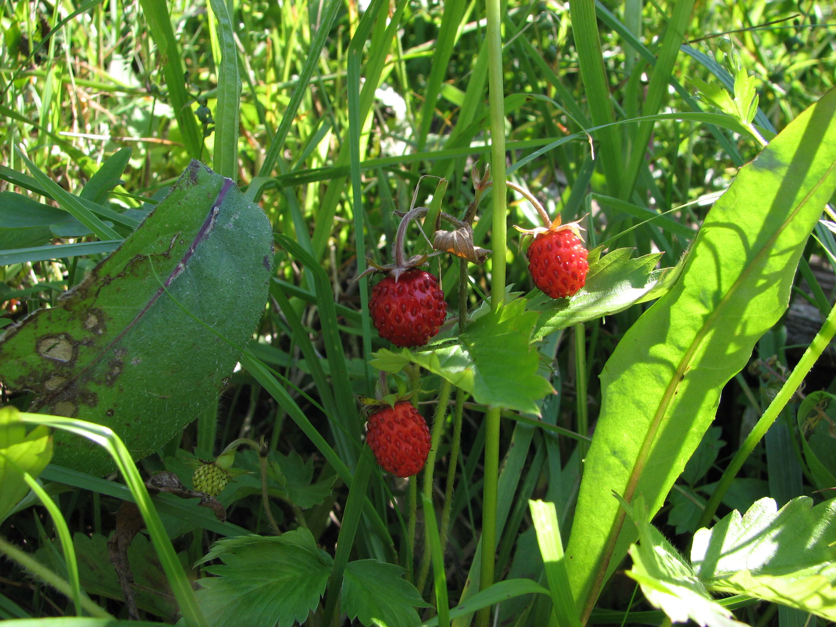 Image of strawberry