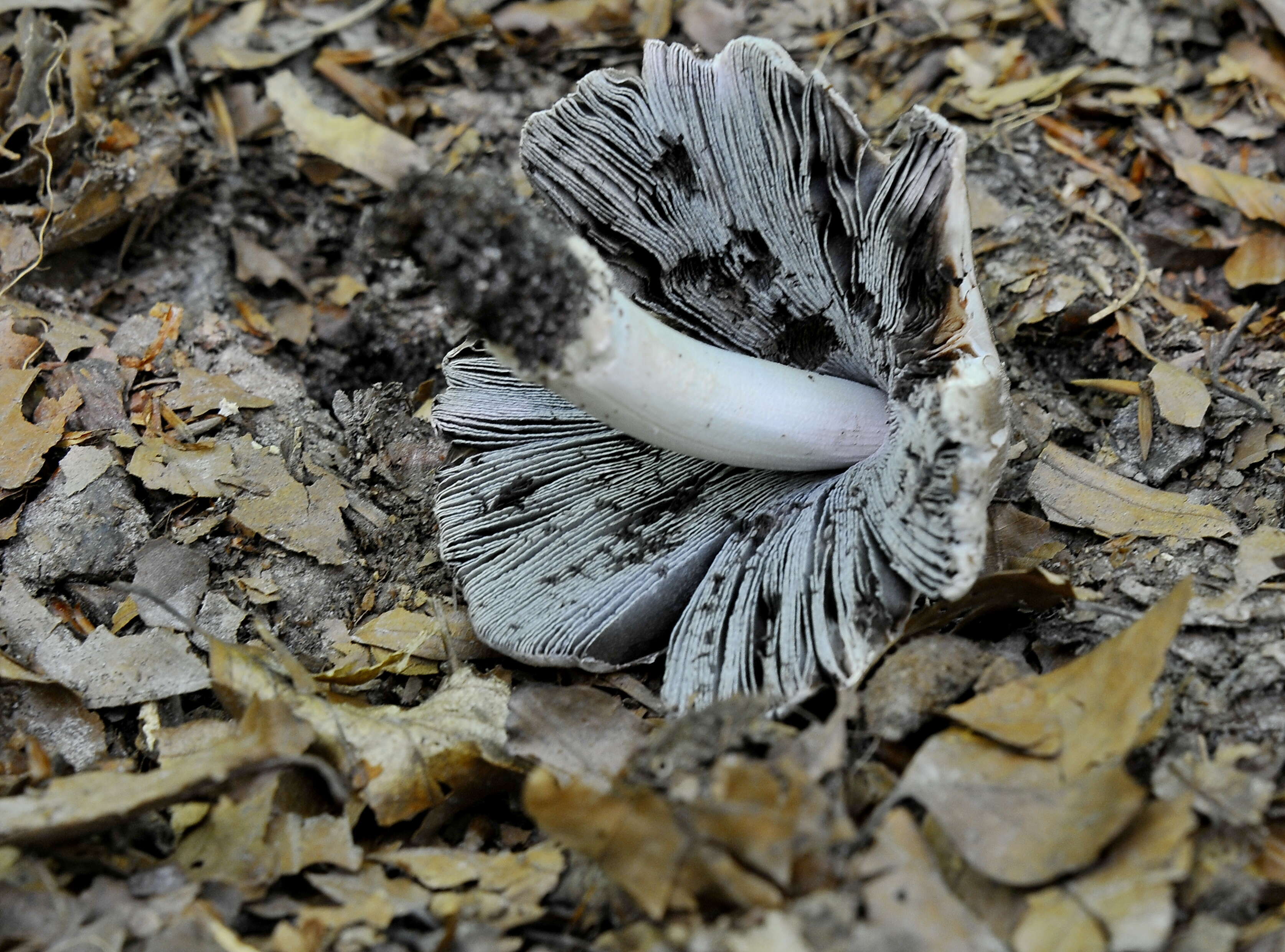 Image de Coprinopsis