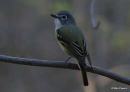 Image of Vireo Vieillot 1808