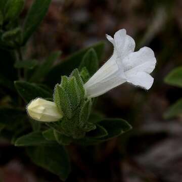 Image of Ruellia rufipila Rizzini