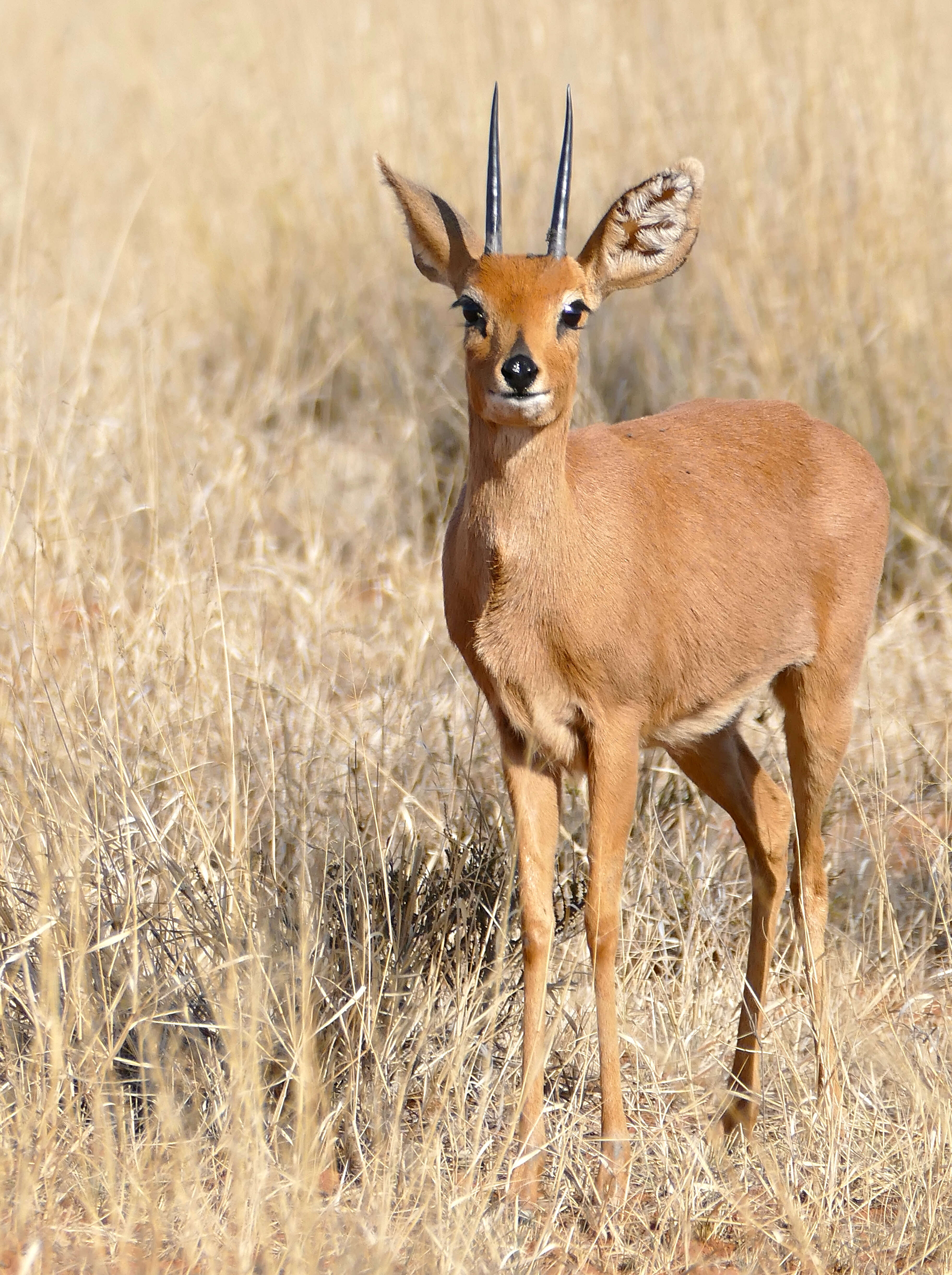 Image of Steenbok