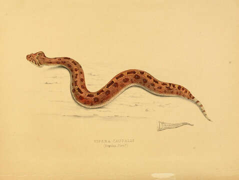 Image of Horned Adder