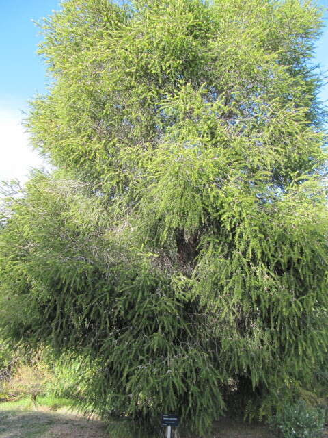 صورة Melaleuca styphelioides Sm.