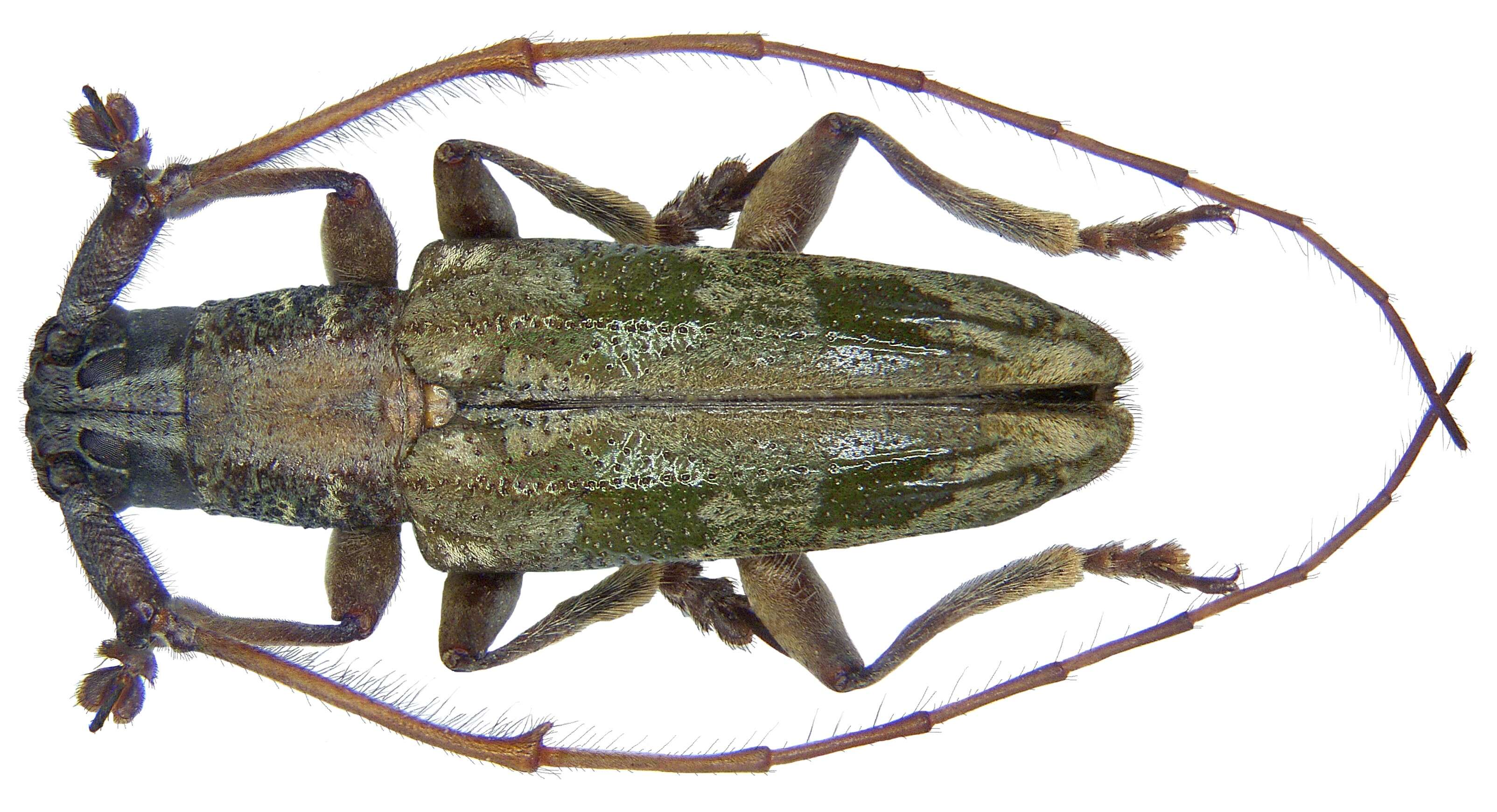 Image of Planodes