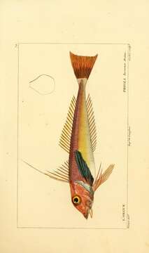 Image of Sapphirine Gurnard