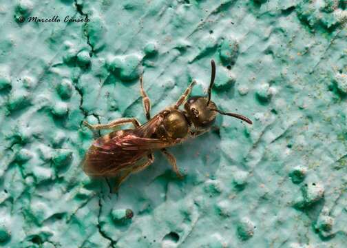 Image of Golden Furrow Bee