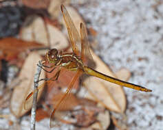 Image of Libellula Linnaeus 1758