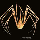 Image of red arrow crab